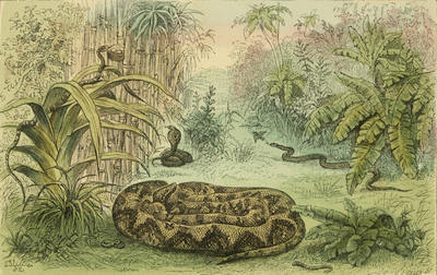 The Project Gutenberg eBook of Snakes, by Catherine Cooper Hopley