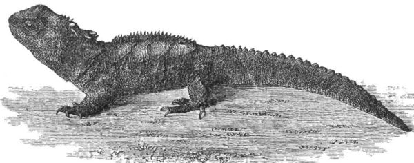 THE TUATARA