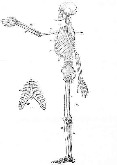 Image unavailable: EXPLANATION OF THE PLATE.
Fig. I.—The Human Skeleton in Profile.