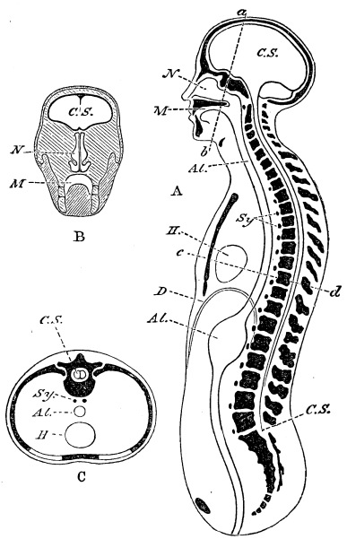 Image unavailable: Fig. 2.

A, a diagrammatic view of the human body cut in half lengthways.
C.S., the cavity of the brain and spinal cord; N, that of the
nose; M, that of the mouth; Al. Al., the alimentary canal
represented as a simple straight tube; H, the heart; D, the
diaphragm.

B, a transverse vertical section of the head taken along the line
a b; letters as before.

C, a transverse section taken along the line c d; letters as
before.