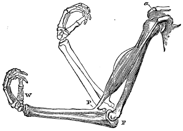 Image unavailable: Fig 3.—The Bones of the Upper Extremity with the Biceps
Muscle.

The two tendons by which this muscle is attached to the scapula, or
shoulder-blade, are seen at a. P indicates the attachment of the
muscle to the radius, and hence the point of action of the power;
F, the fulcrum, the lower end of the humerus on which the upper end
of the radius (together with the ulna) moves; W, the weight (of the
hand).