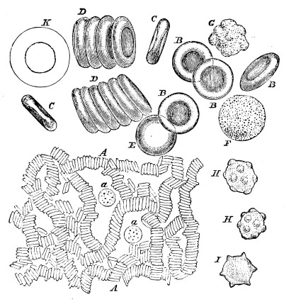 Image unavailable: Fig. 4.—Red and White Corpuscles of the Blood
magnified.

A. Moderately magnified. The red corpuscles are seen lying in
rows like rolls of coins; at a and a are seen two white
corpuscles.

B. Red corpuscles much more highly magnified, seen in face; C.
ditto, seen in profile; D. ditto, in rows, rather more highly
magnified; E. a red corpuscle swollen into a sphere by imbibition
of water.

F. A white corpuscle magnified same as B.; G. ditto, throwing
out some blunt processes; K. ditto, treated with acetic acid, and
showing nucleus, magnified same as D.

H. Red corpuscles puckered or crenate all over.

I. Ditto, at the edge only.