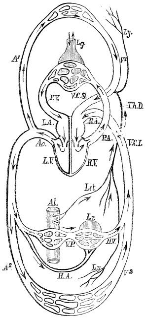 Image unavailable: Fig. 6.—Diagram of the Heart and Vessels, with the Course of the
Circulation, viewed from behind so that the proper left of the
Observer corresponds with the left side of the Heart in the
Diagram.

L.A. left auricle; L.V. left ventricle; Ao. aorta; A1.
arteries to the upper part of the body; A2. arteries to the lower
part of the body; H.A. hepatic artery, which supplies the liver with
part of its blood; V2. veins of the upper part of the body;
V2. veins of the lower part of the body; V.P. vena portæ; H.V.
hepatic vein; V.C.I. inferior vena cava; V.C.S. superior vena cava;
R.A. right auricle; R.V. right ventricle; P.A. pulmonary artery;
Lg. lung; P.V. pulmonary vein; Lct. lacteals; Ly. lymphatics;
Th.D. thoracic duct; Al. alimentary canal; Lr. liver. The arrows
indicate the course of the blood, lymph, and chyle. The vessels which
contain arterial blood have dark contours, while those which carry
venous blood have light contours.