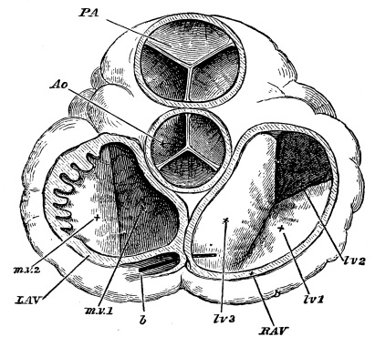 Image unavailable: Fig. 9.—The Orifices of the Heart seen from above, the
Auricles and Great Vessels being cut away.

P.A. pulmonary artery, with its semilunar valves; Ao. aorta,
do.

R.A.V. right auriculo-ventricular orifice with the three flaps
(lv. 1, 2, 3) of tricuspid valve.

L.A.V. left auriculo-ventricular orifice, with m.v. 1 and 2,
flaps of mitral valve; b, piece of whalebone passed into coronary
vein. On the left part of L.A.V. the section of the auricle is
carried through the auricular appendage; hence the toothed
appearance due to the portions in relief cut across.