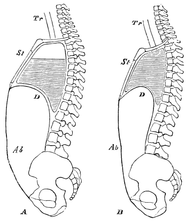 Image unavailable: Fig. 13.—Diagrammatic Sections of the Body in

A. inspiration; B. expiration. Tr. trachea; St. sternum;
D. diaphragm; Ab. abdominal walls. The shading roughly
indicates the stationary air. The unshaded portion at the top of
A is the tidal air.