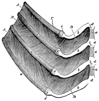 Image unavailable: Fig. 14.—View of Four Ribs of the Dog with the
Intercostal Muscles.

a. The bony rib; b, the cartilage; c, the junction of bone
and cartilage; d, unossified; e, ossified, portions of the
sternum. A. External intercostal muscle. B. Internal
intercostal muscle. In the middle interspace, the external
intercostal has been removed to show the internal intercostal
beneath it.