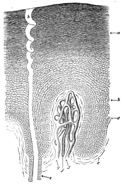 Image unavailable: Fig. 15.—Section of Skin, highly magnified.

a, horny epidermis; b, softer layer; c, dermis; d,
lowermost vertical layer of epidermic cells; e, cells lining the
sweat duct continuous with epidermic cells; h, corkscrew canal of
sweat duct. To the right of the sweat duct the dermis is raised
into a papilla, in which the small artery, f, breaks up into
capillaries, ultimately forming the veins, g.