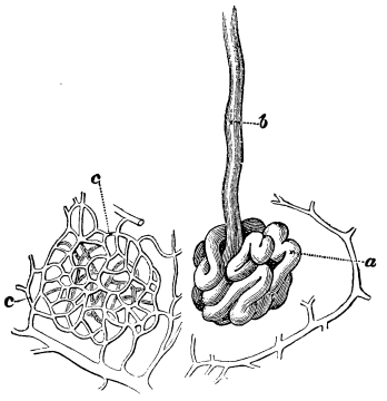 Image unavailable: Fig. 16.—Coiled end of a Sweat Gland, Epithelium not
shown.

a, the coil; b, the duct; c, network of capillaries, inside which
the duct gland lies.