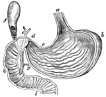 Image unavailable: Fig. 17.—The Stomach laid open behind.

a, the œsophagus or gullet; b, one end of the stomach; d,
the other end joining the intestine; e, gall duct; f, the
gall-bladder; g, the pancreatic duct; h, i, the small
intestine.
