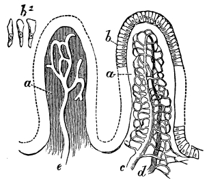 Image unavailable: Fig. 18.—Semi-diagrammatic View of Two Villi of the
Small Intestines. (Magnified about 50 diameters.)

a, substance of the villus; b, its epithelium, of which some
cells are seen detached at b2; c d, the artery and vein,
with their connecting capillary network, which envelopes and hides
e, the lacteal which occupies the centre of the villus and opens
into a network of lacteal vessels at its base.