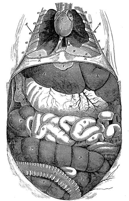 Image unavailable: Fig. 1.&mdash;The Viscera of a Rabbit as seen upon simply
opening the Cavities of the Thorax and Abdomen without any further
Dissection.

A, cavity of the thorax, pleural cavity of either side; B,
diaphragm; C, ventricles of the heart; D, auricles; E,
pulmonary artery; F, aorta; G, lungs, collapsed, and occupying
only the back part of the chest; H, lateral portions of pleural
membranes; I, cartilage at the end of sternum; K, portion of
the wall of body left between thorax and abdomen; a, cut ends of
the ribs; L, the liver, in this case lying more to the left than
the right of the body; M, the stomach; N, duodenum; O, small
intestine; P, the cæcum, so largely developed in this and other
herbivorous animals; Q, the large intestine.