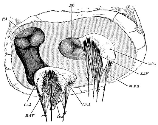 Image unavailable: Fig. 10.&mdash;View of the Orifices of the Heart from below,
the whole of the Ventricles having been cut away.

R.A.V. right auriculo-ventricular orifice surrounded by the three
flaps, t.v. 1, t.v. 2, t.v. 3, of the tricuspid valve; these
are stretched by weights attached to the chordæ tendineæ.

L.A.V. left auriculo-ventricular orifice surrounded in same way
by the two flaps, m.v. 1, m.v. 2, of mitral valve; P.A. the
orifice of pulmonary artery, the semilunar valves having met and
closed together; Ao. the orifice of the aorta with its semilunar
valves. The shaded portion, leading from R.A.V. to P.A.,
represents the funnel seen in Fig. 8.