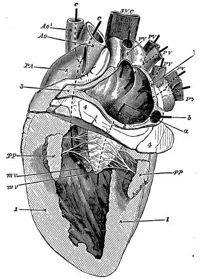 Image unavailable: Fig. 11.&mdash;Left Side of the Heart of a Sheep (laid
open).

P.V. pulmonary veins opening into the left auricle by four
openings, as shown by the styles or pieces of whalebone placed in
them: a, a style passed from auricle into ventricle through the
auriculo-ventricular orifice; b, a style passed into the coronary
vein, which, though it has no connection with the left auricle, is,
from its position, necessarily cut across in thus laying open the
auricle.

M.V. the two flaps of the mitral valve (drawn somewhat
diagrammatically): pp, papillary muscles, belonging as before to
the part of the ventricle cut away; c, a style passed from
ventricle in Ao. aorta; Ao2. branch of aorta (see Fig. 5,
Áó); P.A. pulmonary artery; S.V.C. superior vena cava.

1, wall of ventricle cut across; 2, wall of auricle cut away around
auriculo-ventricular orifice; 3, other portions of auricular wall
cut across; 4, mass of fat around base of ventricle (see Fig. 5,
2).