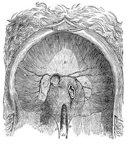 Image unavailable: Fig. 12.&mdash;The Diaphragm of a Dog viewed from the Lower
or Abdominal Side.

V.C.I. the vena cava inferior; O. the œsophagus; Ao. the
aorta; the broad white tendinous middle (B) is easily
distinguished from the radiating muscular fibres (A) which pass
down to the ribs and into the pillars (C D) in front of the
vertebræ.
