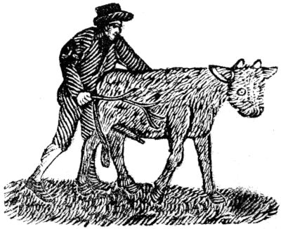 butcher_calf