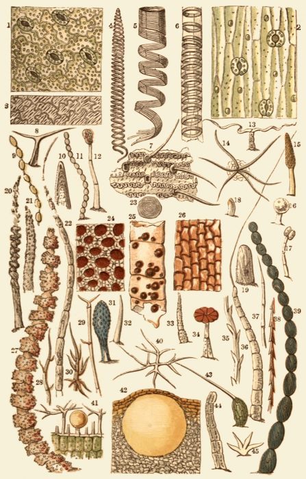 The Project Gutenberg eBook of Common Objects of The Microscope, by Rev ...