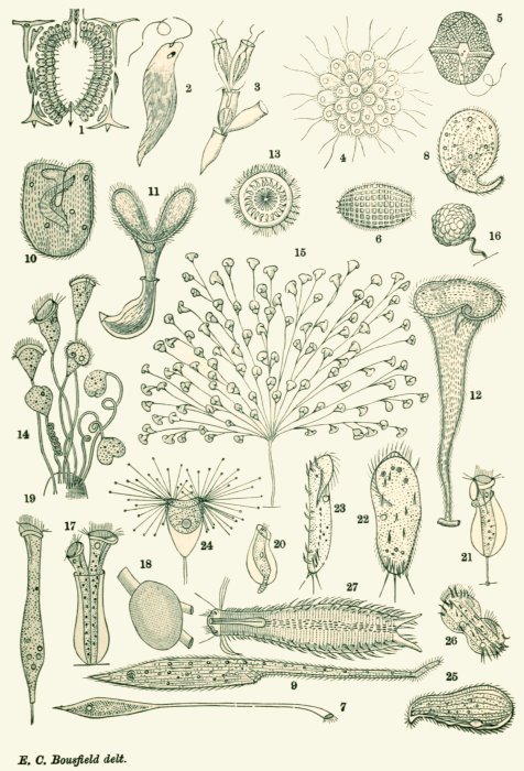 The Project Gutenberg eBook of Common Objects of The Microscope, by Rev ...