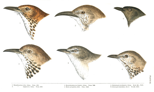 The Project Gutenberg eBook of North American Land Birds, Vol. 1