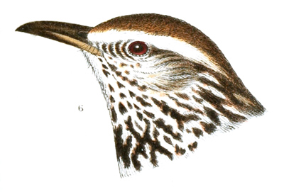Plate 8 detail 6, Campylorhynchus affinis