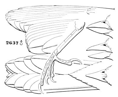 Illustration: Melospiza melodia