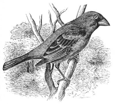 Illustration: Guiraca cærulea