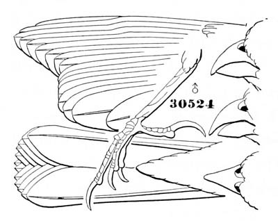 Illustration: Spermophila moreleti