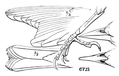 Illustration: Icterus bullocki.