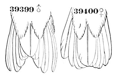 Illustration: Calypte costæ