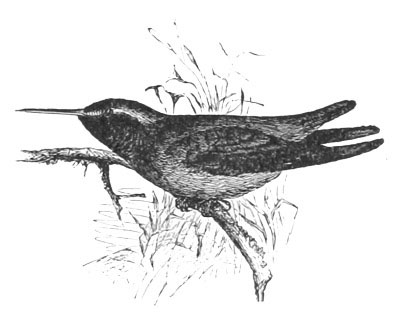 Illustration: Heliopædica xantusi