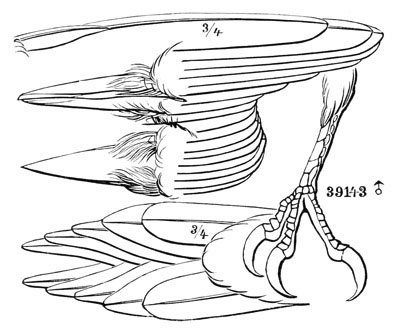 Illustration: Picoides arcticus