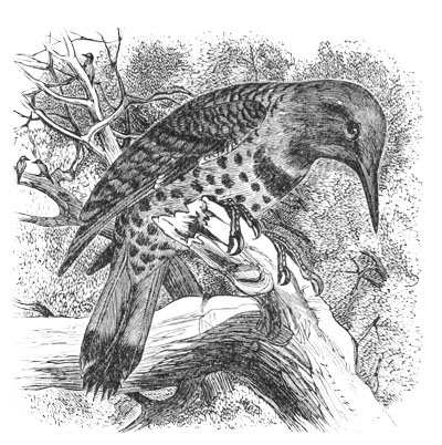 Illustration: Colaptes mexicanus