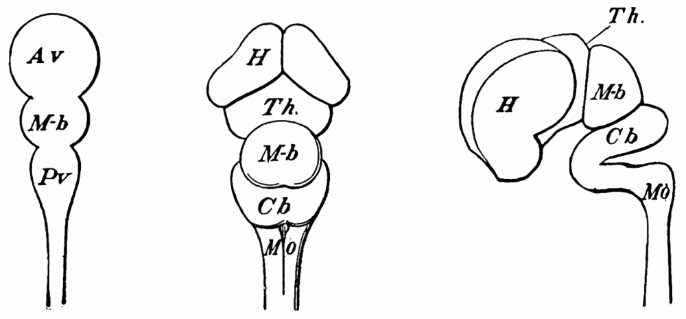 Slot White Teacher Comic Porn - The Project Gutenberg eBook of Psychology, by William James.