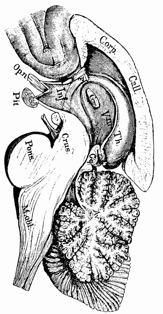 Slot White Teacher Comic Porn - The Project Gutenberg eBook of Psychology, by William James.