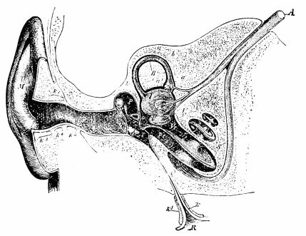 Image unavailable: Fig. 17.—Semidiagrammatic section through the right ear (Czermak).
M, concha; G, external auditory meatus; T, tympanic membrane;
P, tympanic cavity; o, oval foramen; r, round foramen; R,
pharyngeal opening of Eustachian tube; V, vestibule; B, a
semicircular canal; S, the cochlea; Vt, scala vestibuli; Pt,
scala tympani; A, auditory nerve.