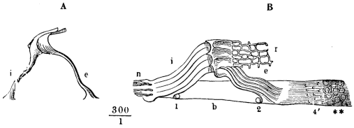 Image unavailable: Fig. 22.—The rods of Corti. A, a pair of rods separated from the
rest; B, a bit of the basilar membrane with several rods on it,
showing how they cover in the tunnel of Corti; i, inner, and
e, outer rods; b, basilar membrane; r, reticular membrane.
