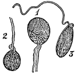 Image unavailable: Fig. 24.—End-bulbs from the conjunctiva of the human eye,
magnified.
