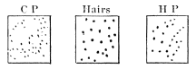 Image unavailable: Fig. 26.—The figure marked C P shows the cold-spots, that marked H
P the heat-spots, and the middle one the hairs on a certain patch
of skin on one of Goldscheider's fingers.
