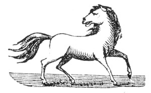 Illustration: Horse sketch