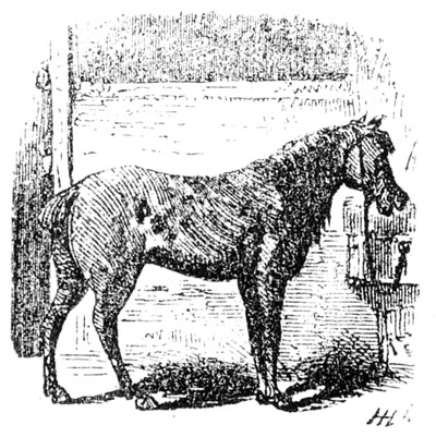 Illustration: Horse