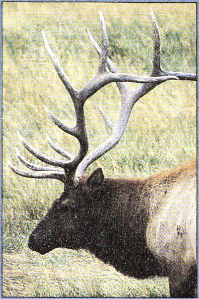 Elk with antlers.