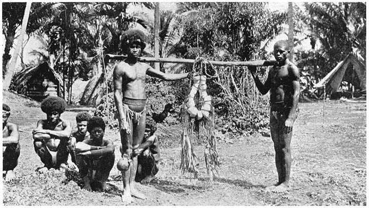 Armshells Brought from Kitava.