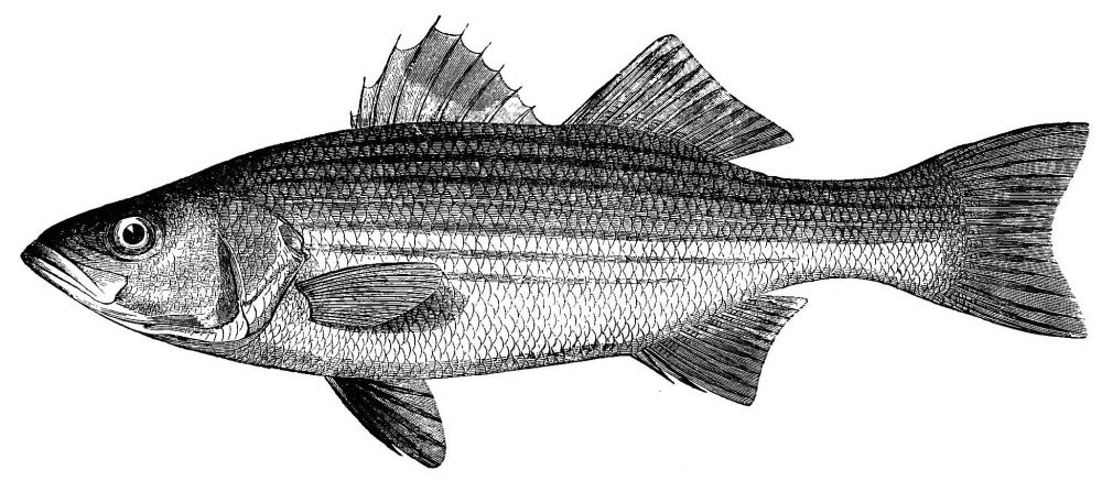The Project Gutenberg eBook of Game Fish of the Northern States and British  Provinces, by Robert Barnwell Roosevelt.