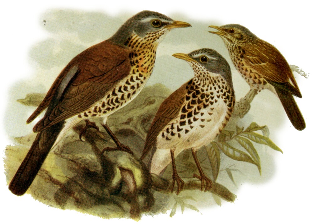 A list of the diurnal birds of prey - Biodiversity Heritage Library