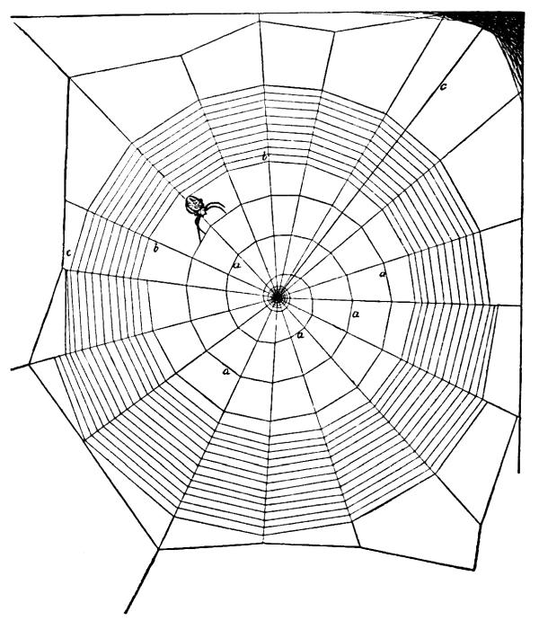 The Project Gutenberg eBook of The Structure and Habits of Spiders, by ...