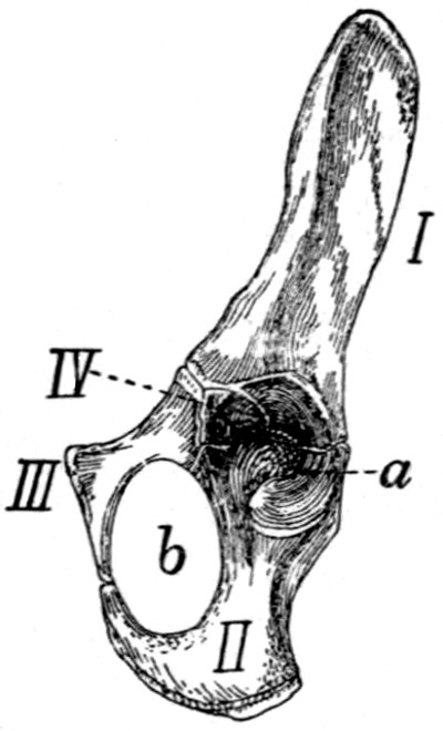 The Project Gutenberg eBook of Anatomy of the Cat, by Jacob Reighard ...