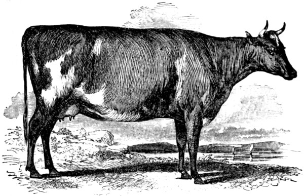 The Project Gutenberg Ebook Of Milch Cows And Dairy Farming