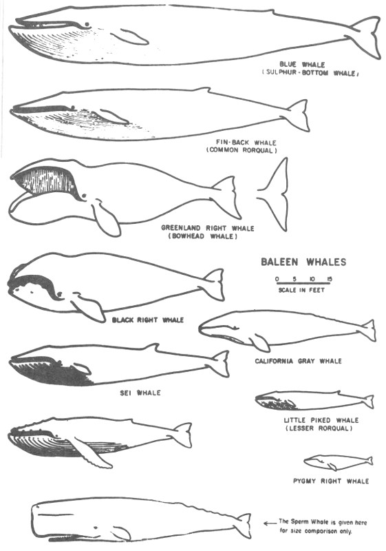 REPRODUCTION, GROWTH AND AGE OF SOUTHERN FIN WHALES By R. M. Laws (Plates  IV-VII and Text-figs. 1-60) GENERAL CONSIDERATIONS Introduction In his  paper on the southern stocks of whalebone whales, Mackintosh (