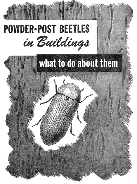 POWDER-POST BEETLES in Buildings what to do about them