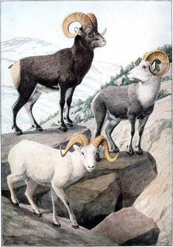 Would Ewe Rather Be a Lamb or a Lemming? - The Santa Barbara