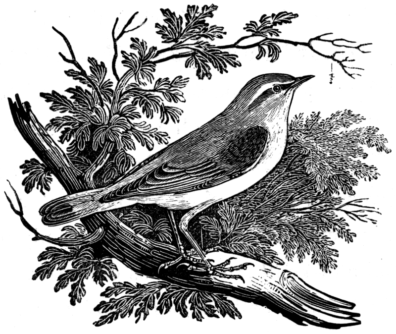 WOOD WARBLER